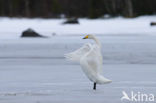 Whooper Swan (Cygnus cygnus)