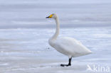 Whooper Swan (Cygnus cygnus)