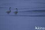 Whooper Swan (Cygnus cygnus)