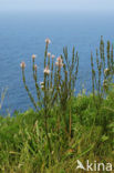 Witte affodil (Asphodelus albus)