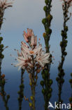 Witte affodil (Asphodelus albus)