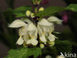 Witte dovenetel (Lamium album)