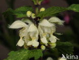 White Dead-nettle (Lamium album)