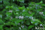 White Dead-nettle (Lamium album)