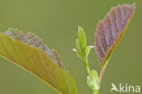 Grey Alder (Alnus incana)