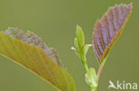 Witte els (Alnus incana)