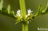 Gipsywort (Lycopus europaeus)