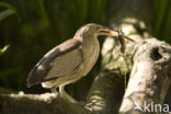 Little Bittern (Ixobrychus minutus)