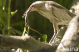 Little Bittern (Ixobrychus minutus)