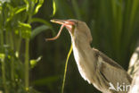 Little Bittern (Ixobrychus minutus)