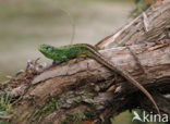 Sand Lizard (Lacerta agilis)