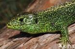 Zandhagedis (Lacerta agilis) 