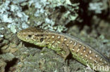 Zandhagedis (Lacerta agilis) 