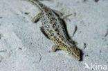 Sand Lizard (Lacerta agilis)