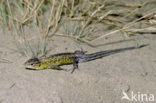 Sand Lizard (Lacerta agilis)