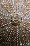 Sea urchin (Arbacia spec)