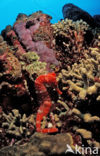 Longsnout seahorse (Hippocampus reidi)