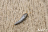 silverfish (Lepisma saccharina)