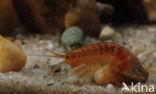 Zoetwatervlokkreeftje (Gammarus pulex)