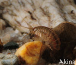 Zoetwatervlokkreeftje (Gammarus pulex)