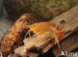 Zoetwatervlokkreeftje (Gammarus pulex)