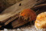 Zoetwatervlokkreeftje (Gammarus pulex)