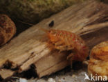 Zoetwatervlokkreeftje (Gammarus pulex)