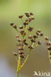 Zomprus (Juncus articulatus)