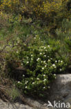 Zonneroosje (Cistus salviifolius)