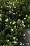 Zonneroosje (Cistus salviifolius)