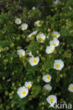 Zonneroosje (Cistus salviifolius)