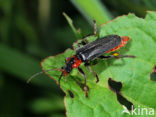 Soldier Beetle (Cantharis obscura)