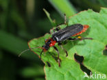 Zwart Soldaatje (Cantharis obscura)