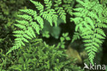 Black Spleenwort (Asplenium adiantum-nigrum)