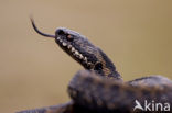 Common Viper (Vipera berus)