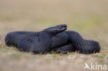 Common Viper (Vipera berus)