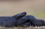 Adder (Vipera berus) 