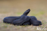 Common Viper (Vipera berus)