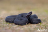 Common Viper (Vipera berus)