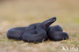 Adder (Vipera berus) 