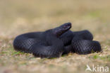 Common Viper (Vipera berus)
