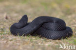 Common Viper (Vipera berus)