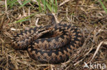 Adder (Vipera berus) 