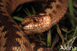 Common Viper (Vipera berus)