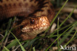 Adder (Vipera berus) 