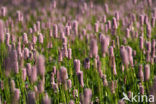 Adderwortel (Persicaria bistorta)