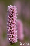 Adderwortel (Persicaria bistorta)