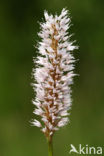 Adderwortel (Persicaria bistorta)