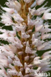 Adderwortel (Persicaria bistorta)