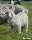 Angora Goat